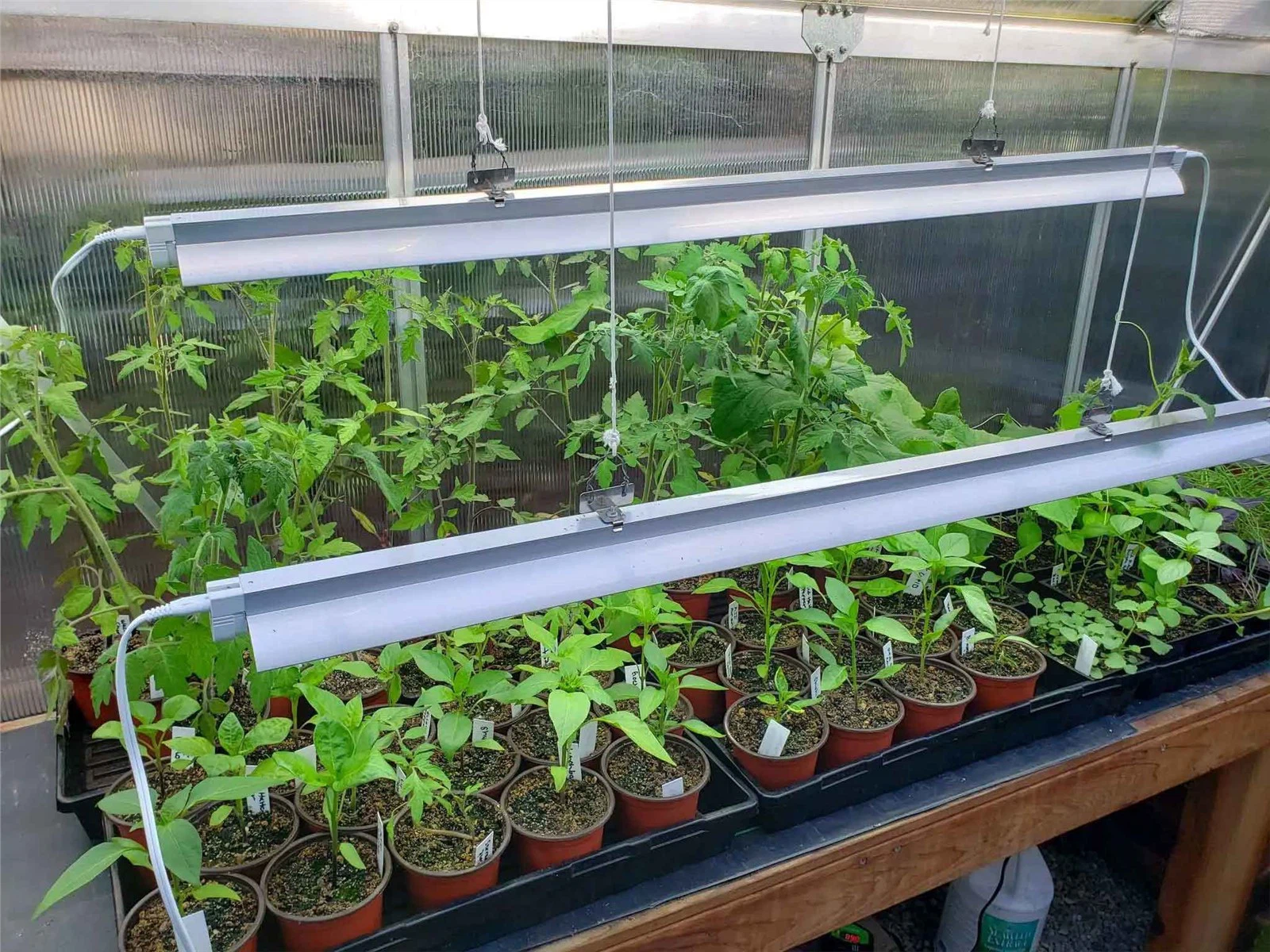 grow light grow light